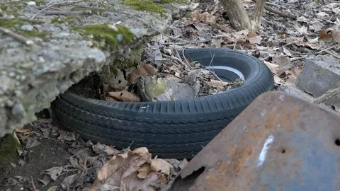 Tire alone on the forest ground environment Stock Footage 127188288