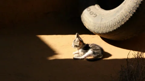 Tire-d Kitten Video stock 33712595