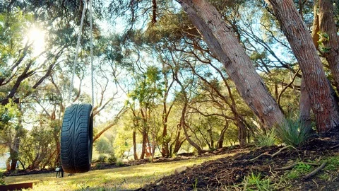 Tire Hanging From Tree Stock Footage 124293661