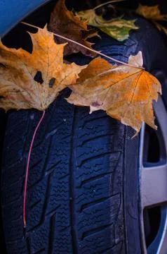 Tire in Leaves Stock Photos