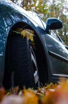 Tire in Leaves Stock Photos