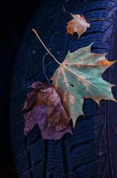 Tire in Leaves Stock Photos