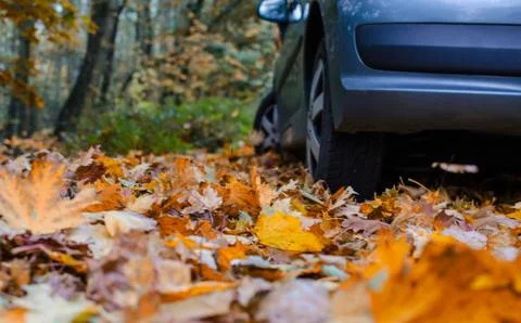 Tire in Leaves Stock Photos
