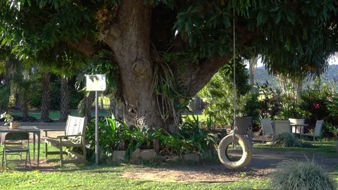 Tire on Rope, Stable Tree Stockbeeldmateriaal 70712255