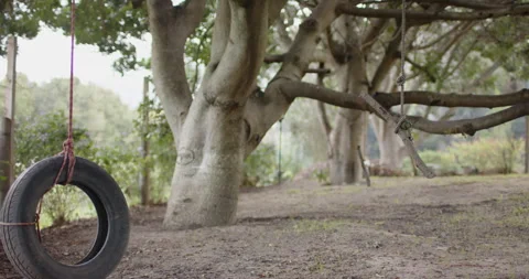 Tire swing hanging from tree in backyard, inviting playful outdoor fun, copy Stock Footage 297651554