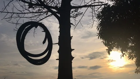 Tire swing on a tree Stock Footage 100801805
