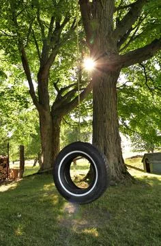 Tire Swing Underneath Maple Tree on Farm in Summer Stock Photos