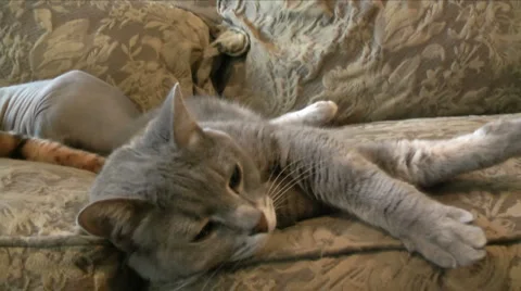 Tire Tabby 動画素材 919346