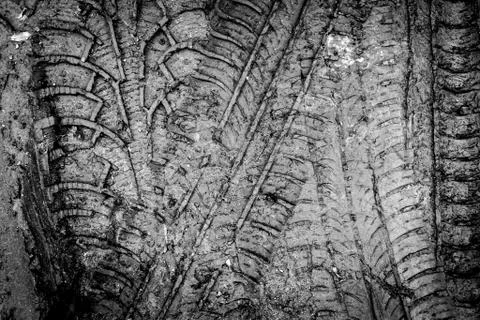 Tire Tracks in Spring Mud Foto stock