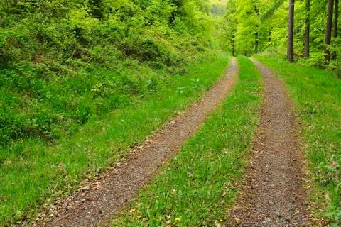 Tire Tracks through Forest in Spring, Miltenberg, Miltenberg District, Stock Photos