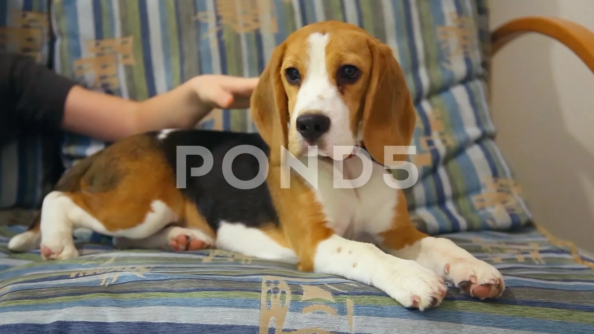 5 month hot sale old beagle puppy