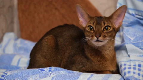 Tired abyssinian cat resting on the bed Video stock 146140873