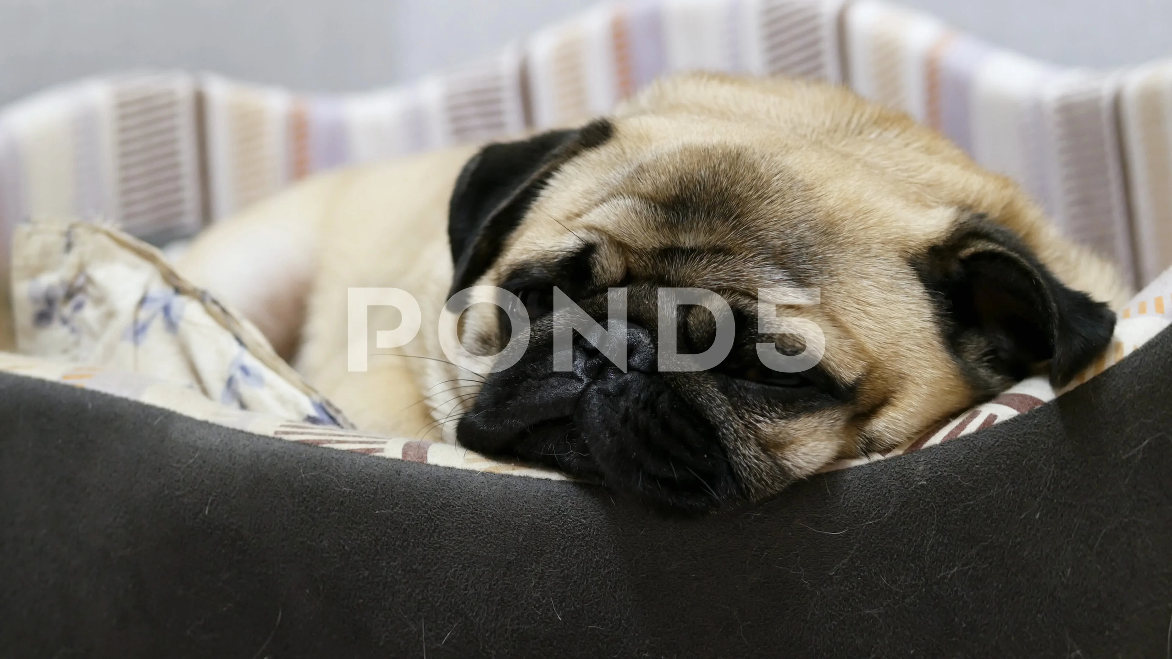 are pugs really lazy