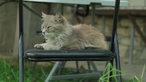 Tired and sleepy cat lying on black garden chair. Stock Footage 165012893