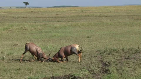 Tired antelopes pushing each other after fighting for long Stock Footage 95936855