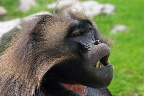 Tired Baboon Stock Photos
