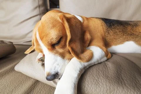 Tired beagle dog Stock Photos