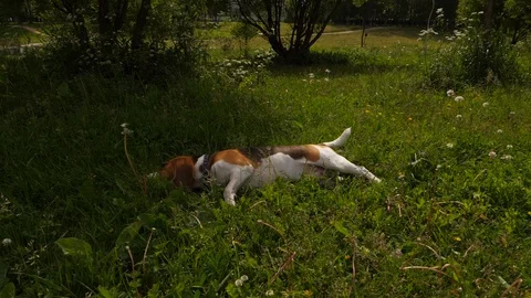 Tired Beagle dog put head in grass in shade, hot day Stock Footage 91446144
