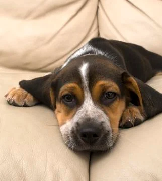 Tired Beagle Stock Photos