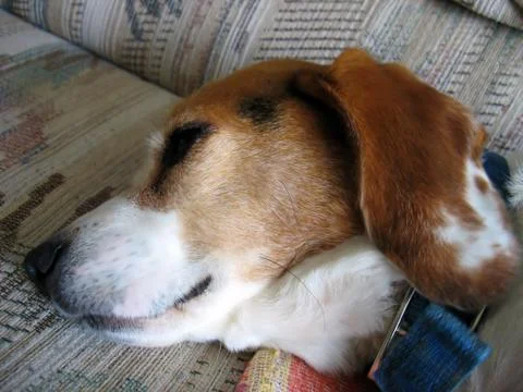 Tired Beagle Stock Photos