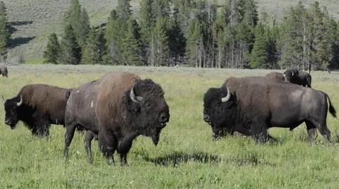 Tired Bison During Rut Stock Footage 62841239