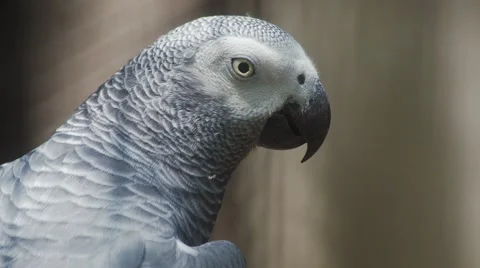 Tired &amp; Bored Bird Stock Footage 67425428