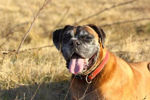 Tired boxer Stock Photos
