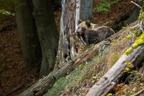 Tired brown bear sleeping in forest in autumn nature Stock Photos