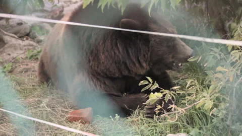 Tired brown common bear eating an apple Stock Footage 165975646