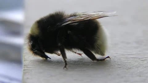 Tired bumblebee. Has arrived and has fallen asleep. It is visible as he breathes Stock Footage 10713740