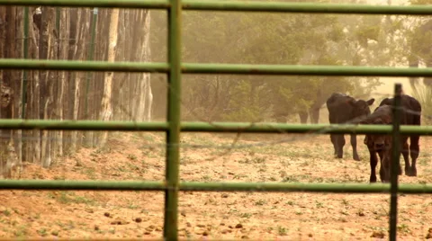 Tired Calves Bleating Before Going to Corral with Cowboys Vidéo 4681803