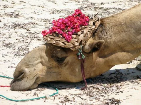Tired Camel with Hat Stock Photos