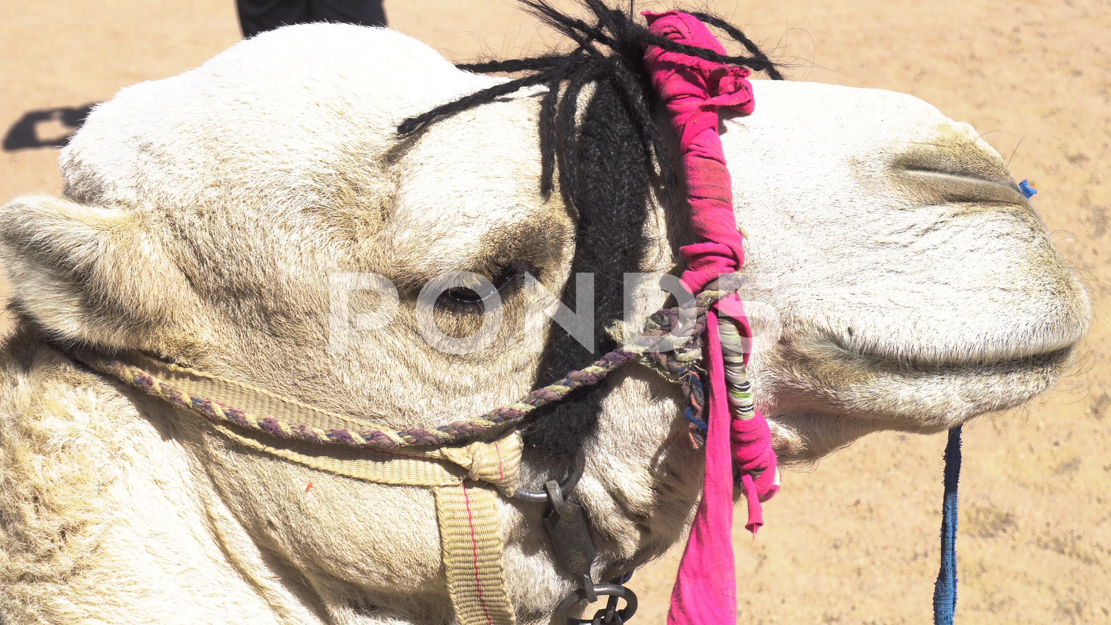 Tired camel | Colonel Cargill | Flickr, image size:3840x2160