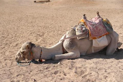 Tired Camel lying on the sand Stock Photos