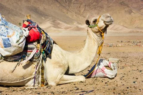 Tired camel Stock-Fotos
