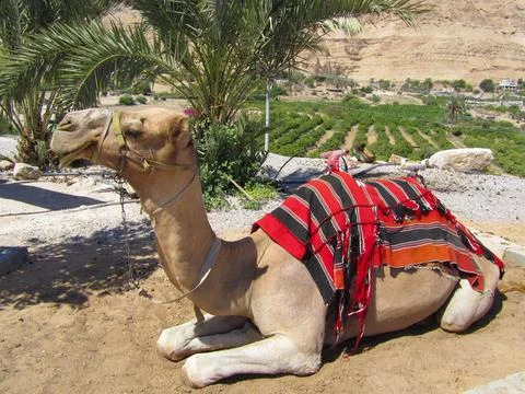 A tired camel rests under the scorching sun Stock Photos