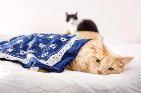 Tired cat on bed Stock Photos
