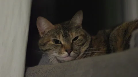 Tired Cat Blinks In Slow Motion, Close-up 스톡 동영상 307704070