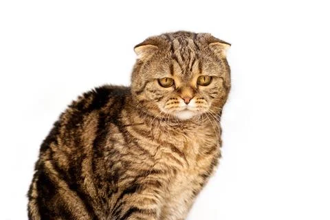 Tired cat. The cat is emotional and sad. Cat isolated on a white background clos Stock Photos