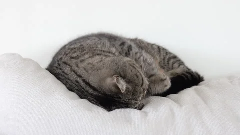 Tired cat resting at home on sofa. Stock Footage 159541054