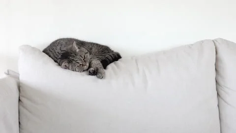 Tired cat resting at home on sofa. Stock Footage 159541340