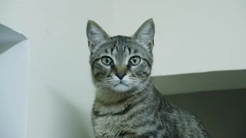 Tired Cat siting and looking at the camera then squinting - 6k 2 Stock Footage 156460147