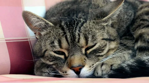 Tired cat sleeping Stock Footage 39785059