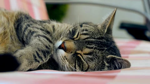 Tired cat sleeping Stock Footage 39785065