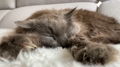 Tired Cat Sleeping Stock Footage 150425250