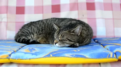 Tired cat swinging on a swing Video stock 48955769
