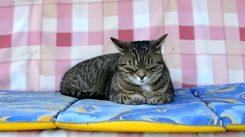 Tired cat swinging on a swing Stock Footage 48955772
