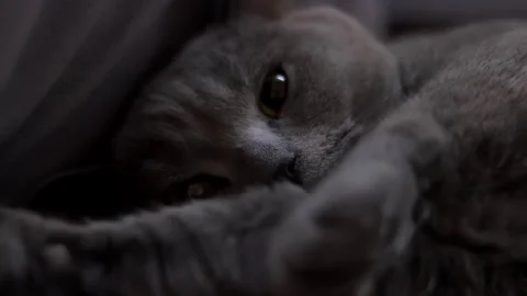 A tired cat is watching Stock Footage 267880839