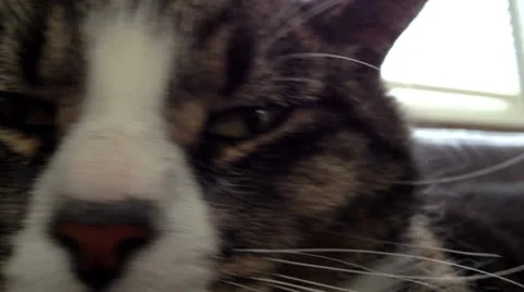 Tired cat yawning close up Stock-Footage 24461777