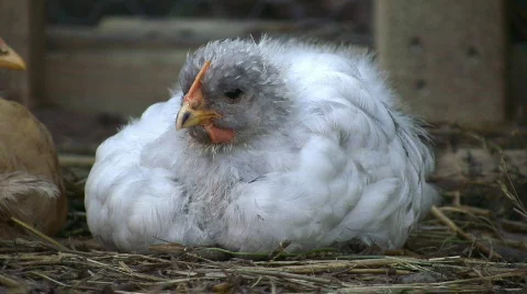Tired cochin chick Video stock 98375